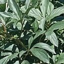 Знакомства: Ксюша, 48 лет, Виноградов