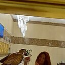 Знакомства: Ирина, 54 года, Ярославль