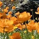 Знакомства: Людмила, 63 года, Красноярск